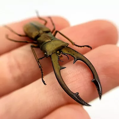 £8.99 • Buy Longjaw Beetle (Cyclommatus Tarandus) Insect Specimen Taxidermy