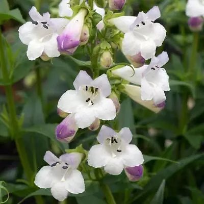 Penstemon HARLEQUIN™ Lilac Perennial Plug Plants Pack X6 • £9.95