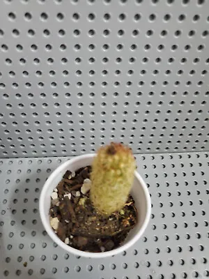 Mammillaria Elongata Lady Finger Cactus - Copper King • $5.60