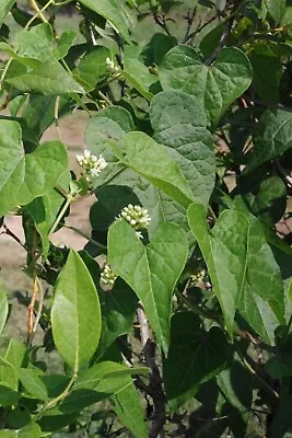 USA Honeyvine Climbing Milkweed Cynanchum Laeve Bluevine Sandvine 50 Fresh Seeds • $8