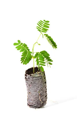 Mimosa Tree Seedlings - Albizia Julibrissin - Starter Plugs • $16.99