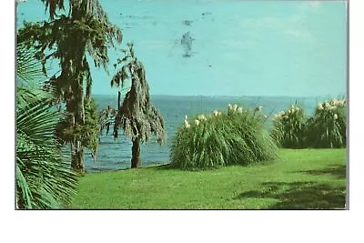 VTG 1956 Postcard Pampas Grass Spanish Moss & Palms Lake Charles Louisiana LA • $5.99