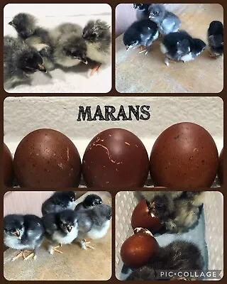 MARANS OF HAYWARD                                     12+2 Marans Hatching Eggs • $90