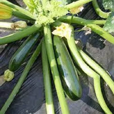 ZUCCHINI BLACK JACK SEEDS Vegetable Seeds Black Jack Zucchini Seeds Courgette • $3