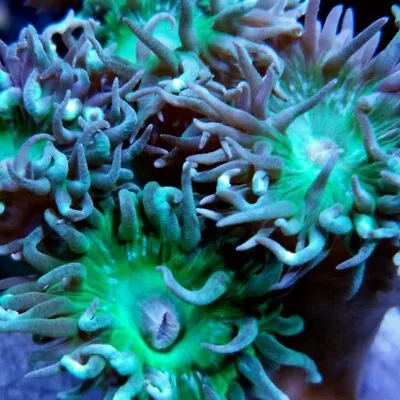 GREEN BRANCHING DUNCAN SINGLE HEAD LPS CORAL Frag NOT SPS ZOA SOFT • £14.95