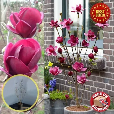 Magnolia Genie Dark Purple Giant Flowered Black Tulip Tree Garden Outdoor Plant • £44.98