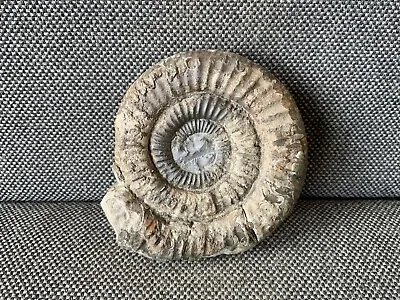 Dactylioceras Sp Ammonite Whitby Yorkshire Marine Fossil Prepped UK • $9.33