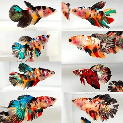 LIVE FISH GURANTEED|Different Variation Koi Halfmoon Sorority| • $25