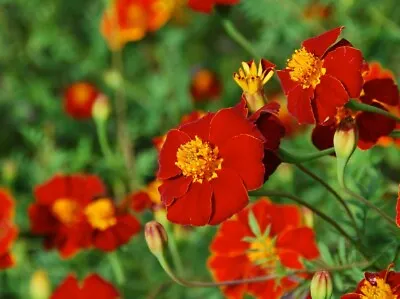 TAGETES 'Cinnabar' From Great Dixter (Marigold) 30 Seeds • £2.49