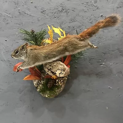 Red Squirrel “In Flight” Wall Mount  ~ Taxidermy • $109