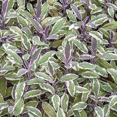 Sage Tricolour - Salvia Officinalis Tricolour Herb Garden Outdoor Plants Herbs • £8.99