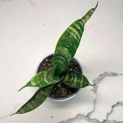 Snake Plant Sansevieria Mother In Law's Tongue Houseplant 6  Height Rooted • $10.99