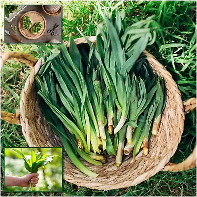 WILD GARLIC 8 Seeds (Allium Ursinum) EDIBLE Medicinal HERB RANSOMS Bear Garlic • $5.53