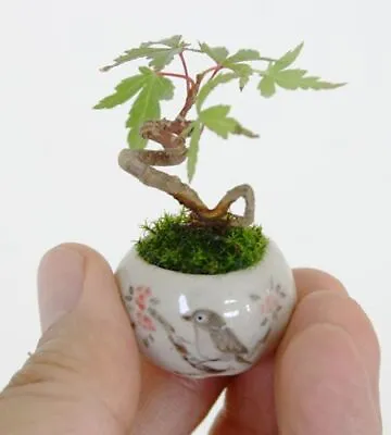 £5 • Buy Tree Seeds Bonsai, Multi-buy Discounts - Intermediate Craft