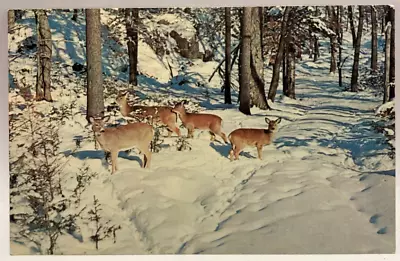 Deer In The Deep Woods Winter Scene Snow Animals Vintage Chrome Postcard • $2.65