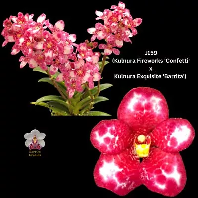 Sarcochilus Orchid Seedling. J159 (Kulnura Fireworks 'Confetti' X Kulnura Exquis • $13.50