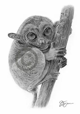 TARSIER MONKEY Pencil Drawing Art Print A3 / A4 Sizes Signed By Artist G.Tymon • $11.09