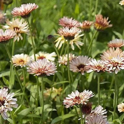 Calendula Officinalis - Buff Pygmy - 100 Seeds - Pot Marigold Medicinal • £1.25