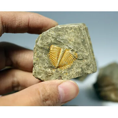 Natural Fossil Trilobite Coronocephalus Matrix Rock Crystal Specimen Home Decor • $5.05