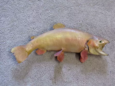 Vintage 16  Palomino Trout Taxidermy Real Skin Mount • $15.50