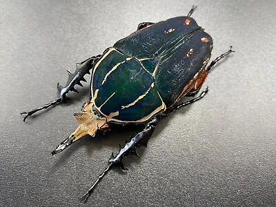 Mecynorrhina Ugandensis 72mm Insect Beetle Specimen A1 • $48