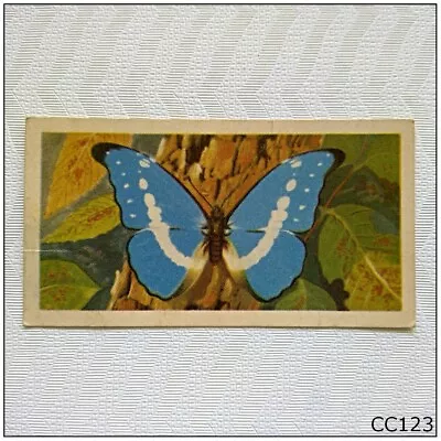 Brooke Bond Butterflies Of The World #28 Morpho Helena Tea Card (CC123) • $3.20