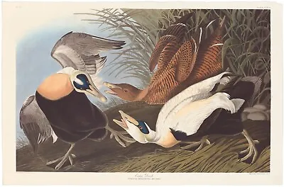 Audubon Abbeville Ed Double Elephant Folio Lithograph Pl 246 Eider Duck • $149