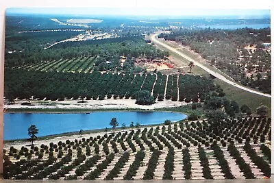 Florida FL Citrus Groves Lakes Tower Postcard Old Vintage Card View Standard PC • $0.50