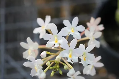 Orchid Plant -  Epi. Secundum - Species Orchid - ( Crucifix Orchid ) - WHITE! • $19.99