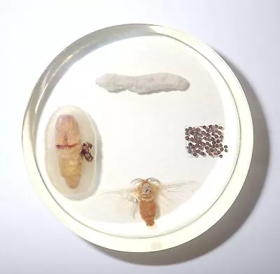 Silk Moth Simplified Life Cycle Set In Amber Clear 76 Mm Circular Resin Block • $19.99