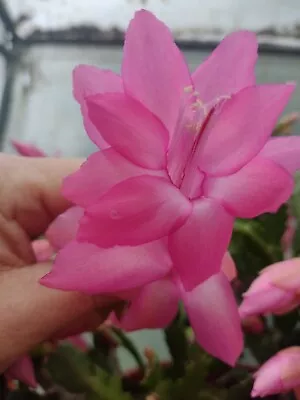 5 Zygo Cactus Unrooted Cuttings. Min 2 Segment Schlumbergera  Succulent Cactus  • $10