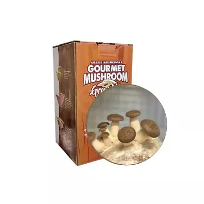 King Oyster Aussie Mushroom Kit • $46.30