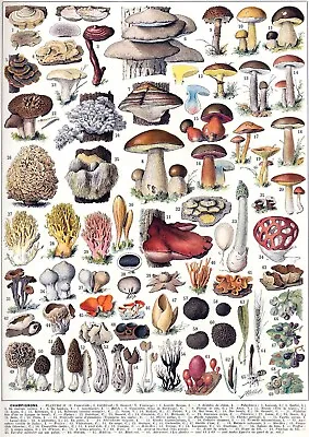 Champignons Mushrooms V2 1932 Botany Book A5 A2  French Wall Art Vintage Decor • £4.95