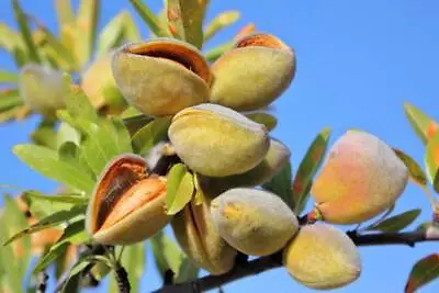 $12.99 • Buy Almond Tree Seeds - 20 Seeds .