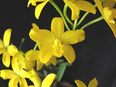DO- Laelia Briegeri X Itambana Mini Rupiculous Cattleya Orchid • $24.99