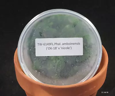 £76.91 • Buy FLASK Phal. Amboinensis ('OK-18' X 'nicole')