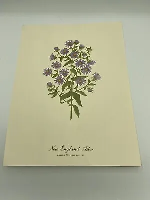 VTG New England Aster  Flower Print 9 X12  Purple Flower Art  • $11.99