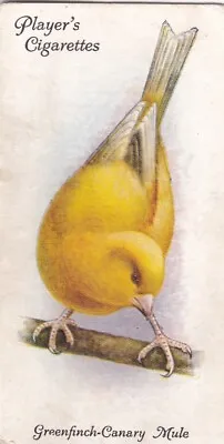 16 Greenfinch Canary Mule  Aviary & Cage Birds 1933 Players Cigarette Card • £1.29