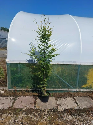 10x Carpinus Betulus / Hornbeam Trees & Hedging 🇬🇧 UK Native & Grown 7ft+ • £500