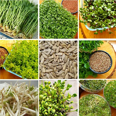 £2.99 • Buy Organic Sprouting SEEDS (25+ TYPES) Sprouts Microgreens Non-GMO + INSTRUCTION