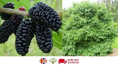 Black Mulberry (Morus Nigra) | 100+ Seeds | Wine Jam & Gin | Same Day Dispatch • £3.99