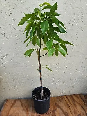 LIVE PLANT 3+ Ft White Magnolia Longifolia - Michelia Champaca Alba • $200