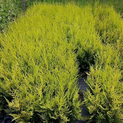 10 Golden Leylandii Evergreen Hedging Plants 40-60cm In 9cm Pots • £26.99