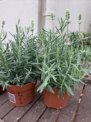£21 • Buy WHITE LAVENDER PLANTS X2  Lavandula Augustifolia In 13cm Pots Fragrant Herb
