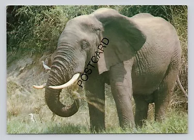 Postcard (O7) East African Wild Life Series Bush Elephant Uganda JA Dixon • £6.99