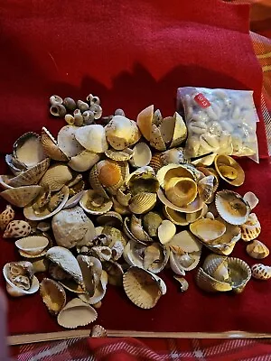 Various Seashells Shells Beach Craft Decor • £2.29