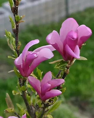 Tulip Magnolia Tree  Ann  Pink-Purple Flowers 1 - 2 Feet Tall Now - 1 Gallon Pot • $59.99