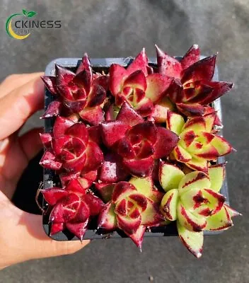 9PCS 2cm Succulent Live Plant Echeveria Agavoides Ebony Hybrid Crassulaceae Rare • $59.94