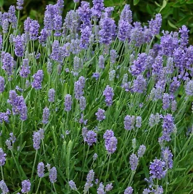 £9.49 • Buy Lavender Plug Plants Fragrant Light Blue Flowers Perennial Shrubs, Pack Of 3