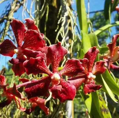 Vanda Orchid ~ Vanda Motes Hot Chestnut X Self ~ 2  Pot • $15.99